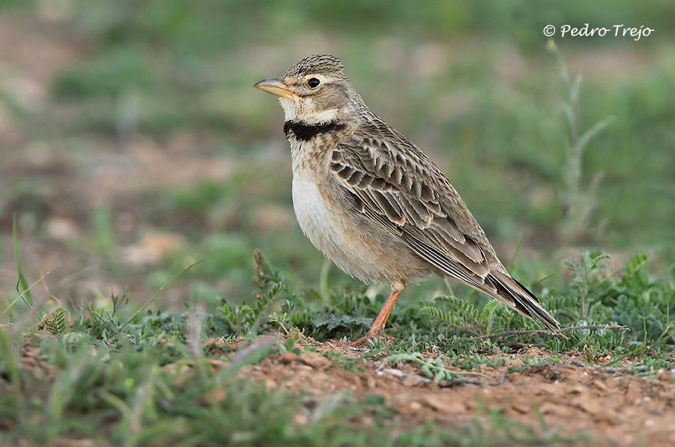 Calandria común (Melanocorypha calandra)